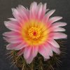 107 Notocactus roseoluteus
