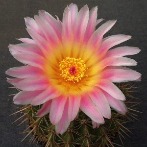 Notocactus roseoluteus -Seeds-