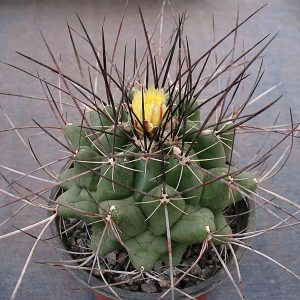 Thelocactus flavus HK 362 -Seeds-