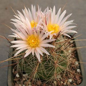 Thelocactus lausseri -Seeds-