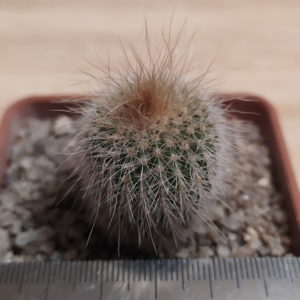 Eriocactus leninghausii