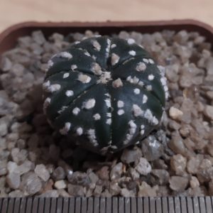 Astrophytum asterias ‘Super Kabuto’