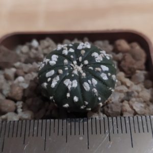 Astrophytum asterias ‘Super Kabuto’