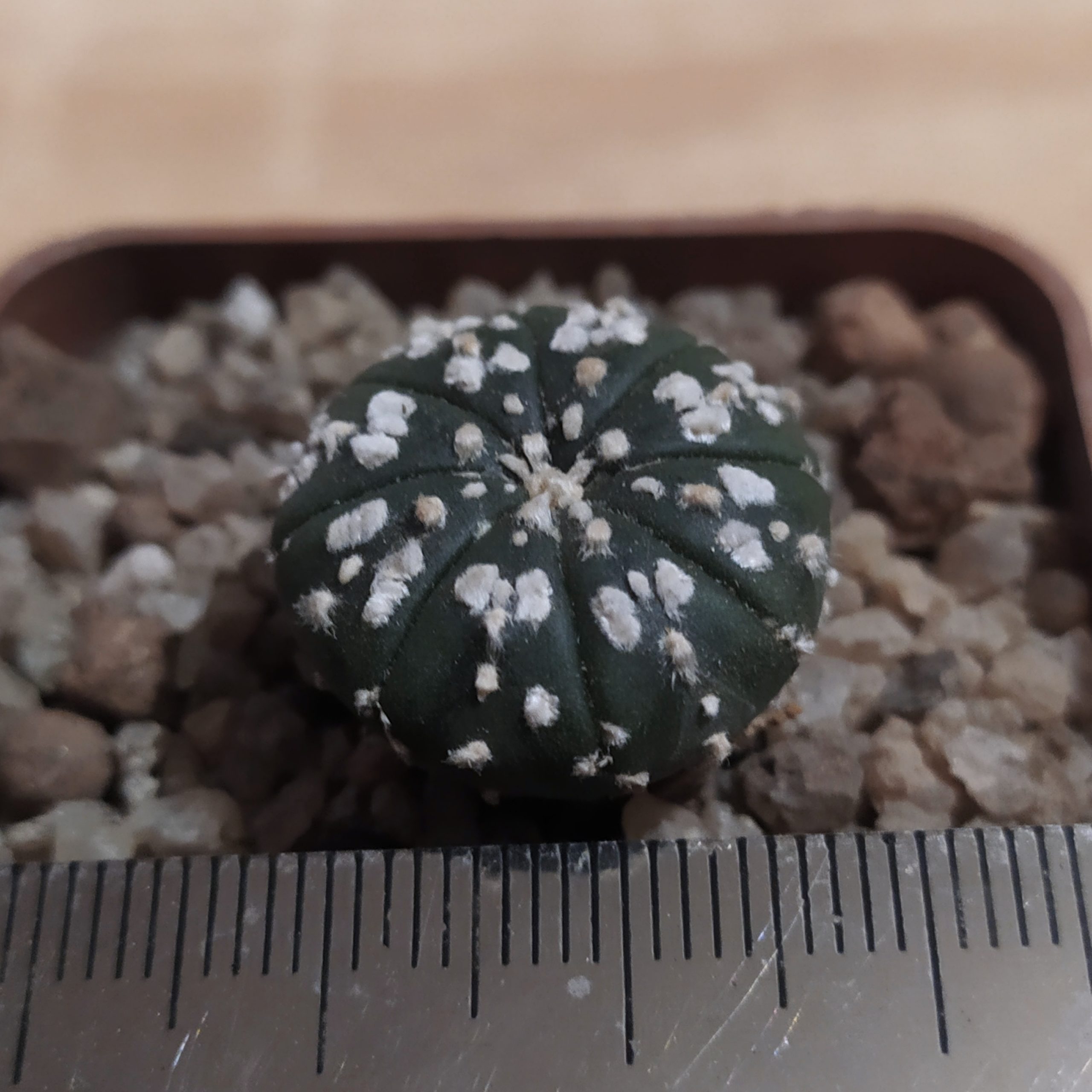 Astrophytum asterias ‘Super Kabuto’
