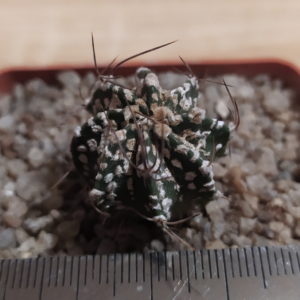 Astrophytum hybr. capricorne x suprcabuto