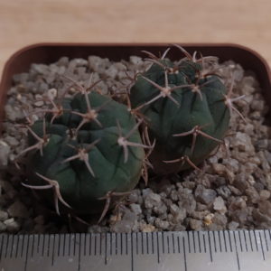 Gymnocalycium carminanthum(рожева квітка)