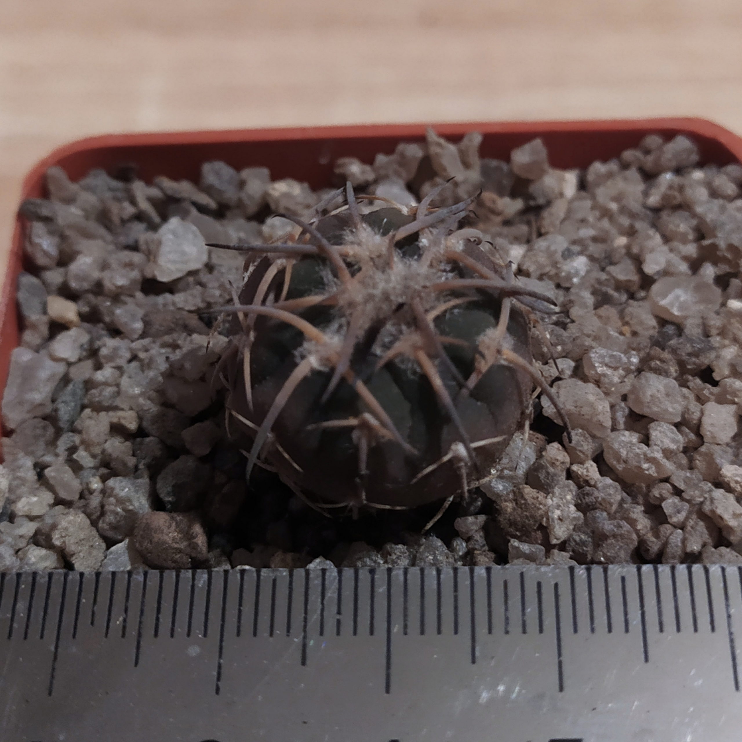 Gymnocalycium riojense v. paucispinum - 6 років(селекція)