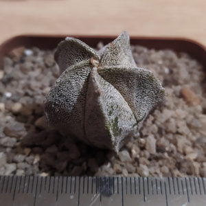Astrophytum myriostigma