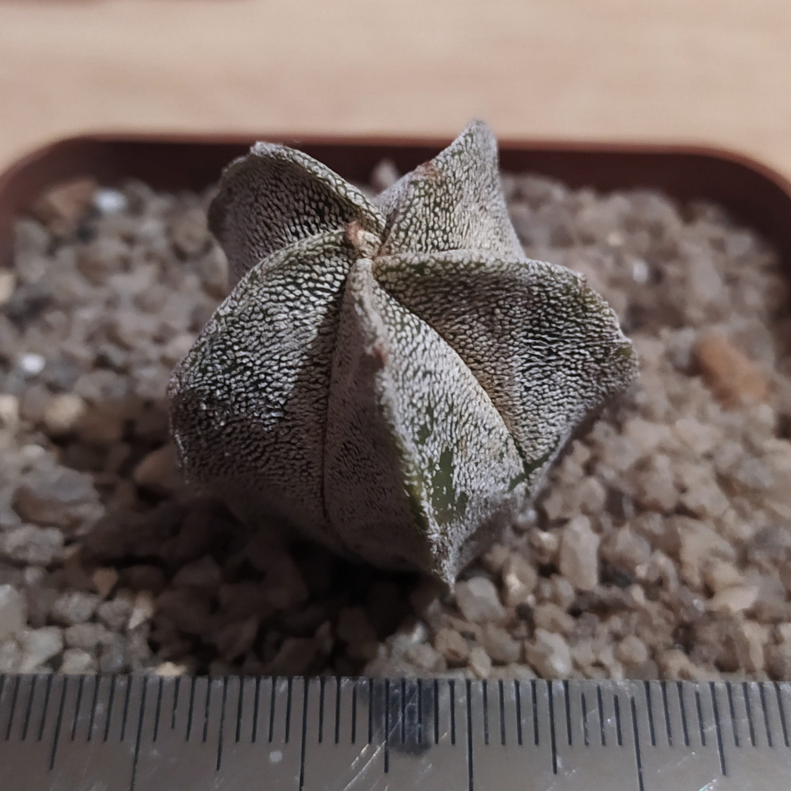 Astrophytum myriostigma
