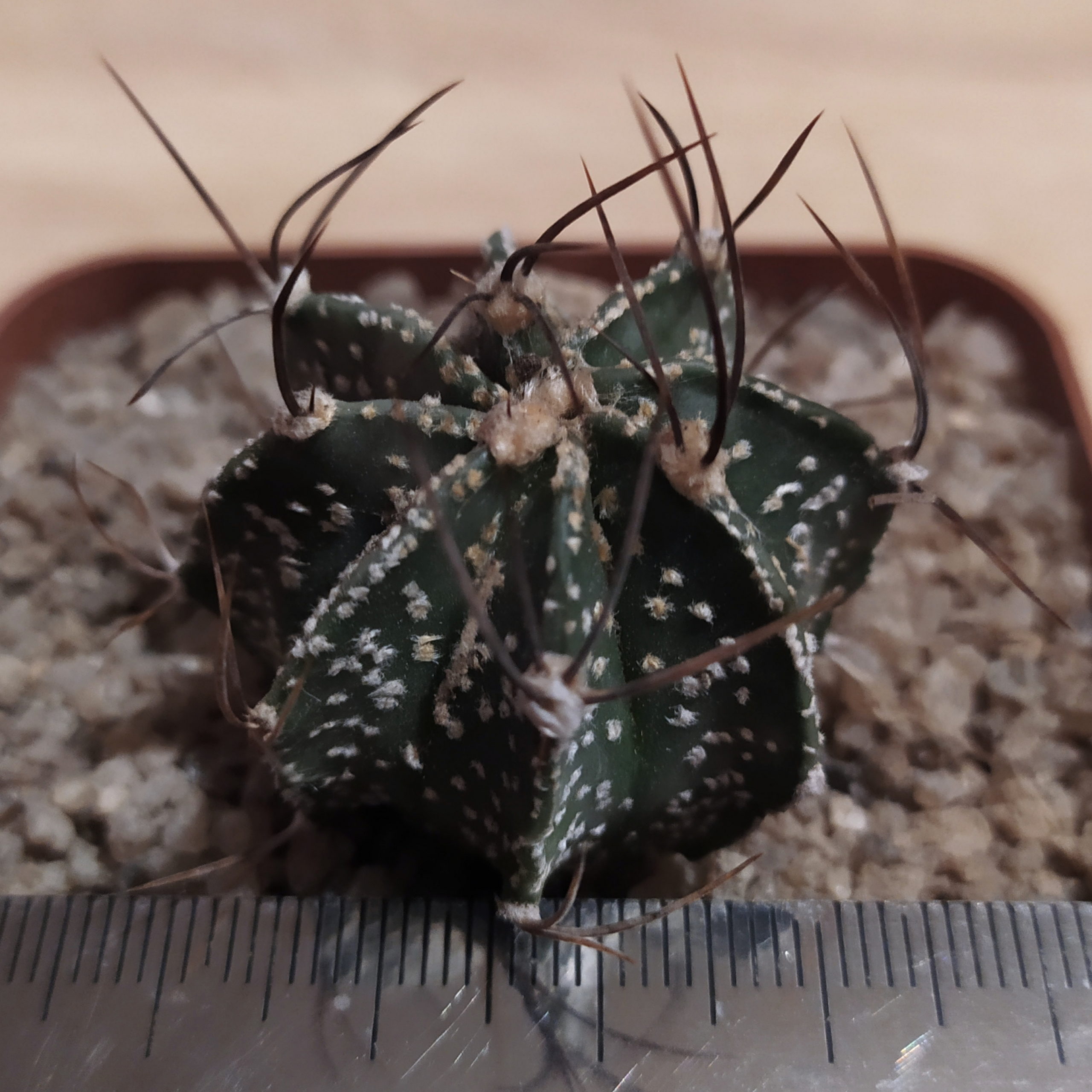 Astrophytum capricorne