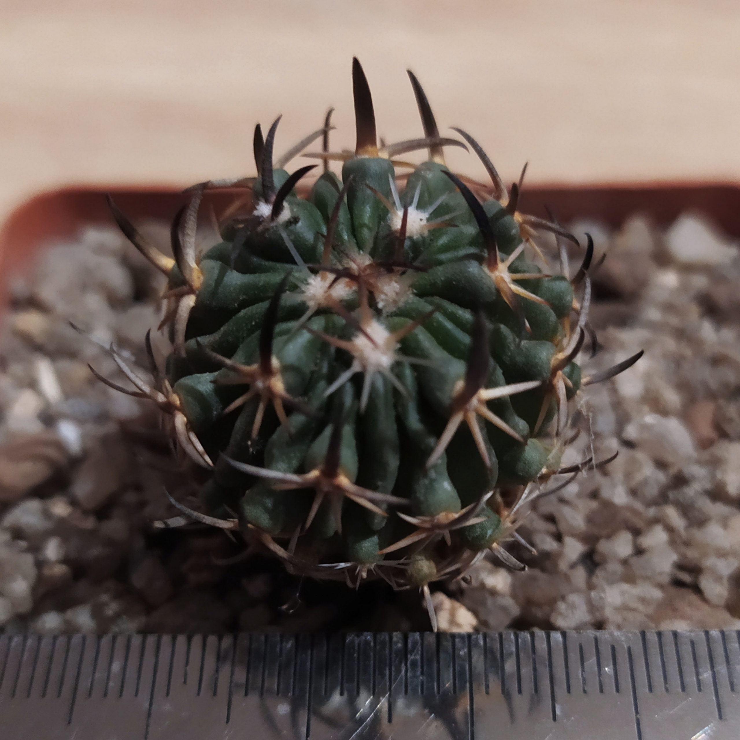 Echinofossulocactus gladiatus