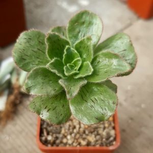 Aeonium smithii, Araya, Tenerife