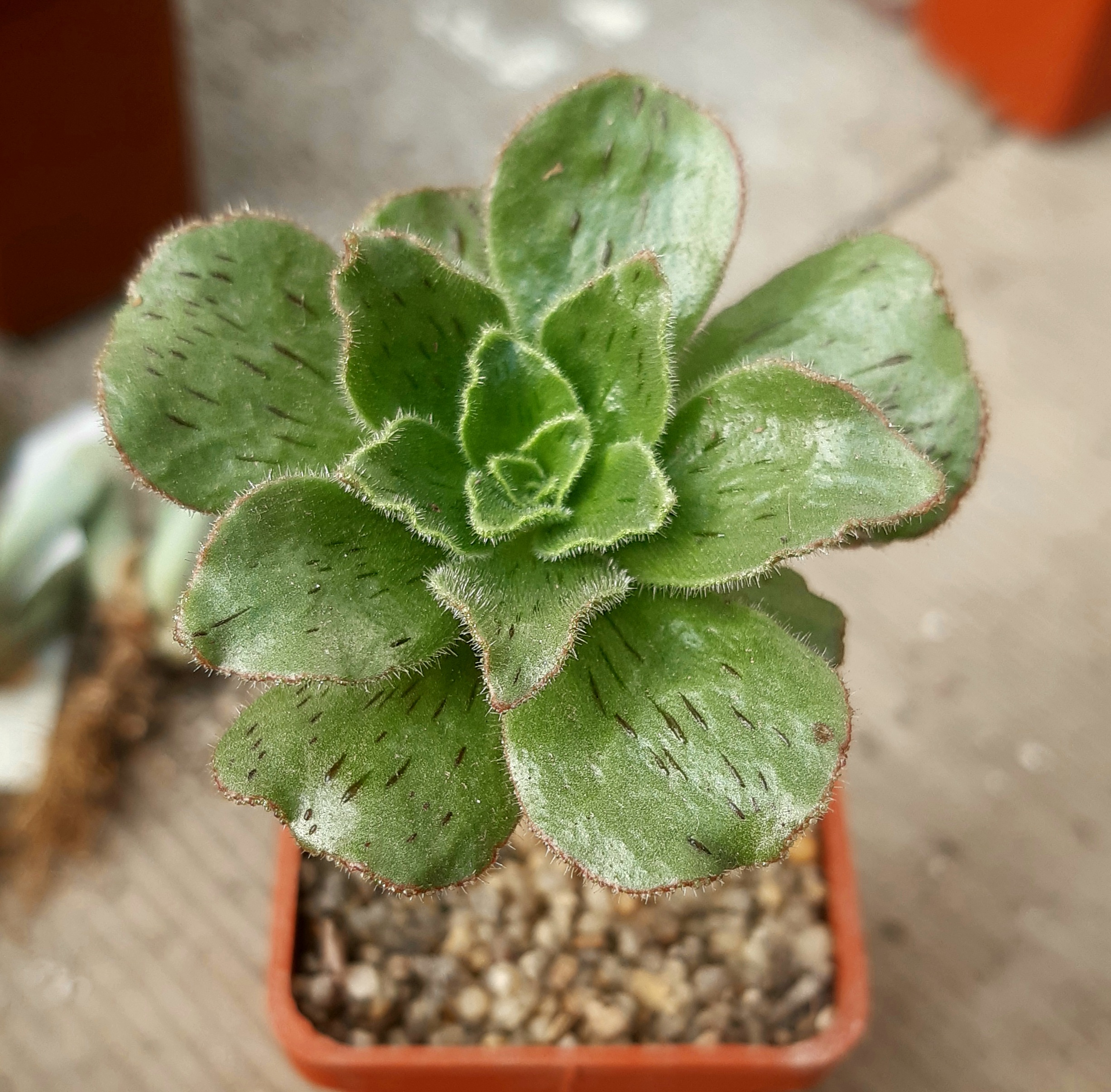 Aeonium smithii, Araya, Tenerife