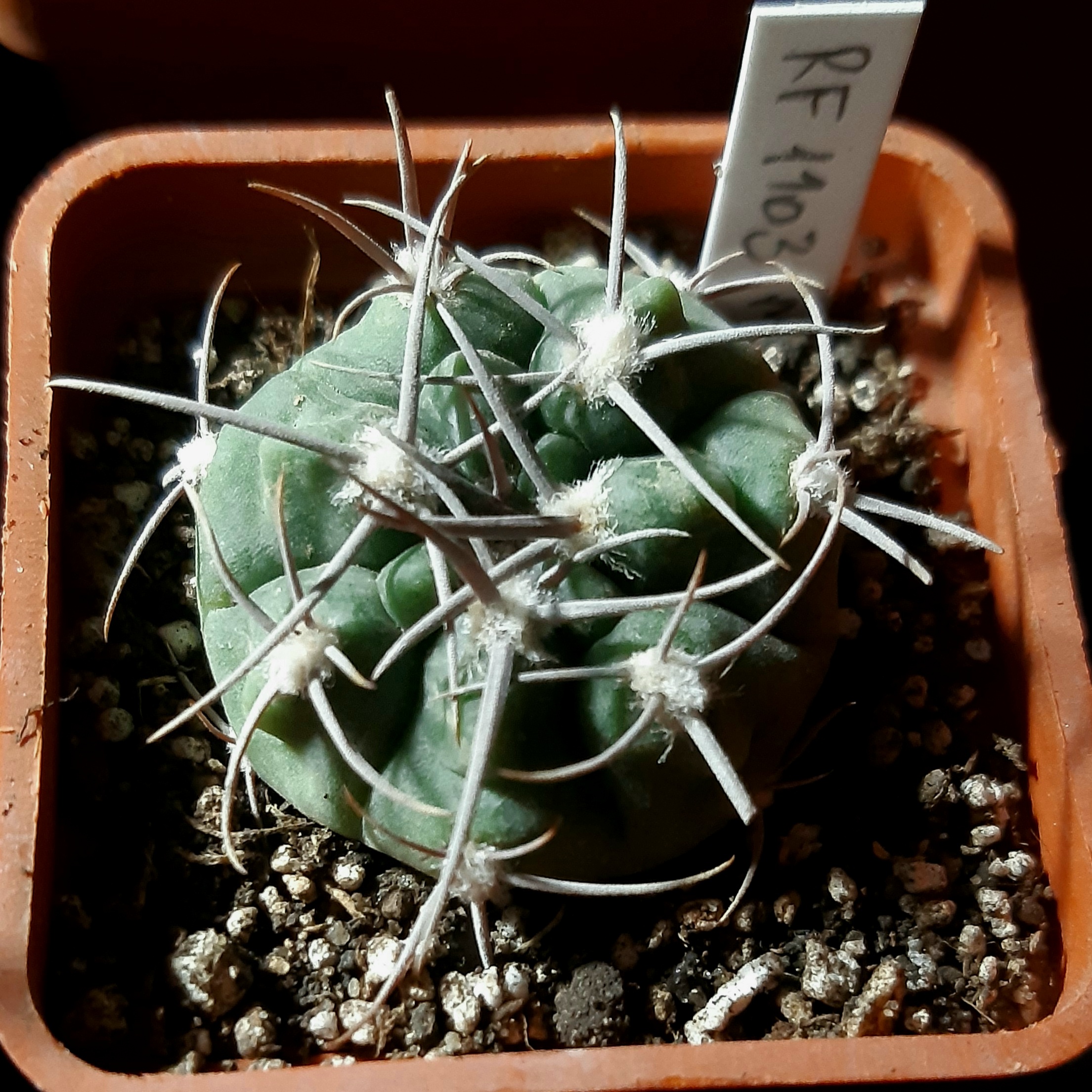 Gymnocalycium mostii RF1103 Cosquin 2,2km západně od okraje obce směr San Buenaventura