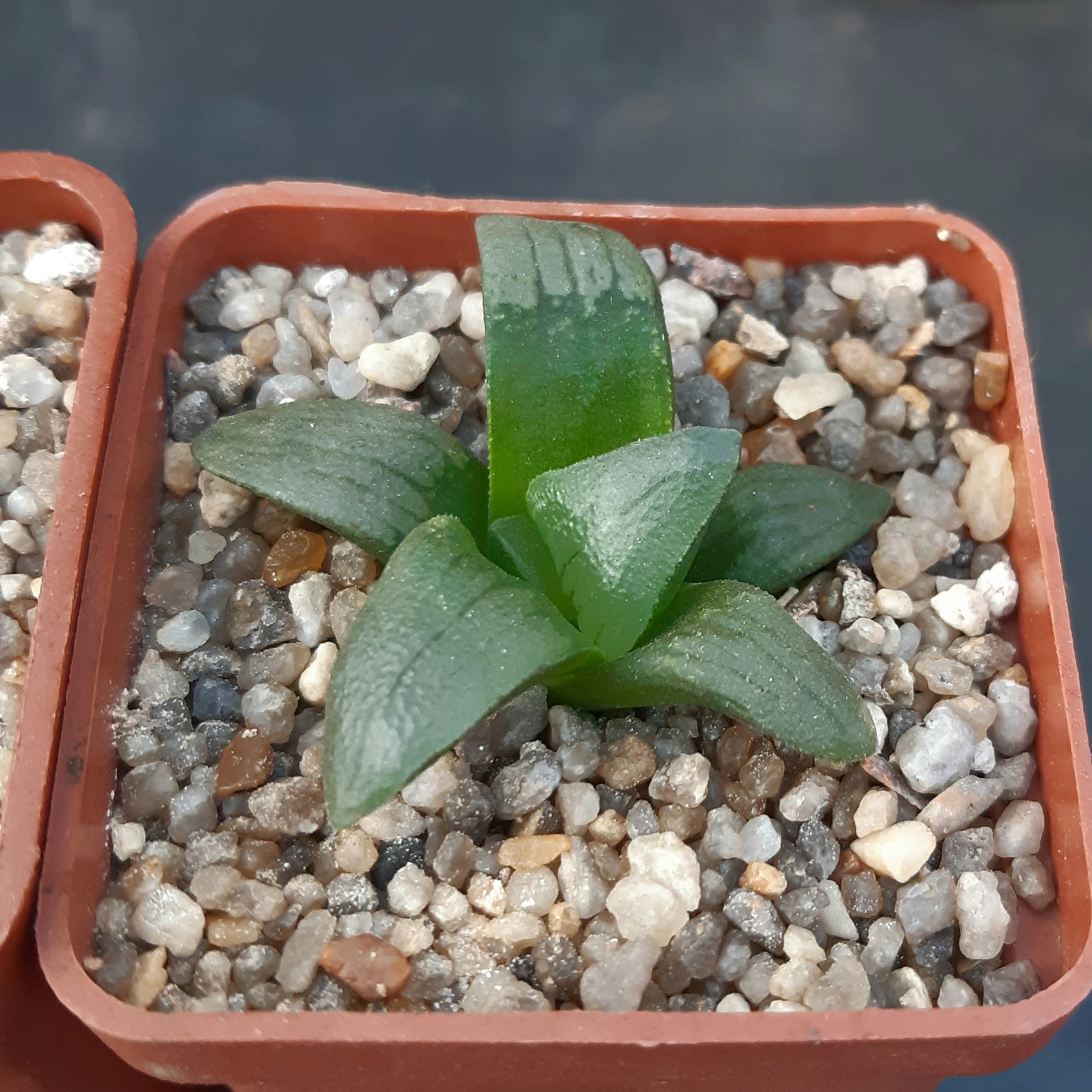 Haworthia atrofusca mutant ('Watermelon')
