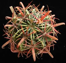 Ferocactus latispinus -Koehres-