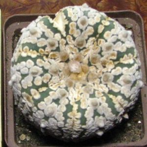 Astrophytum asterias cv."Supercabuto"