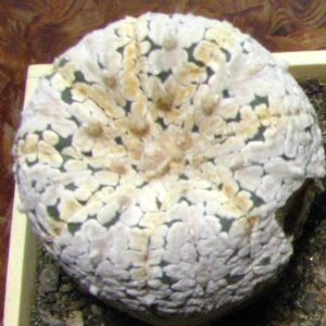 Astrophytum asterias cv."Supercabuto"