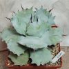 4421 Agave potatorum f.minor