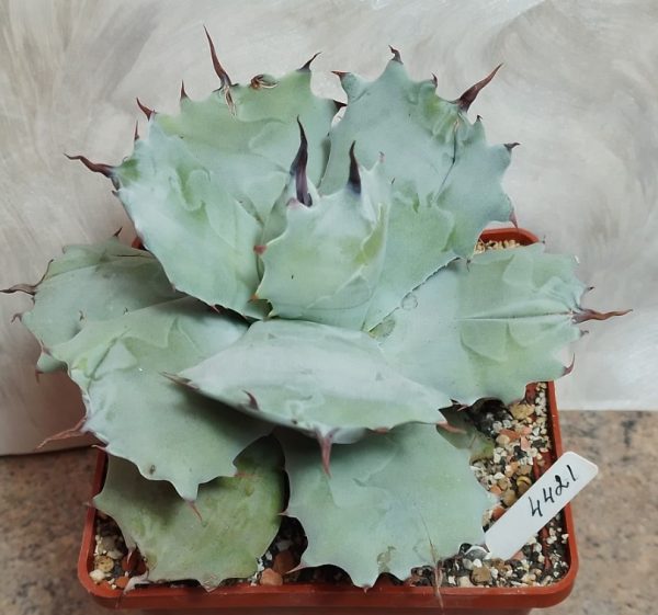 4421 Agave potatorum f.minor