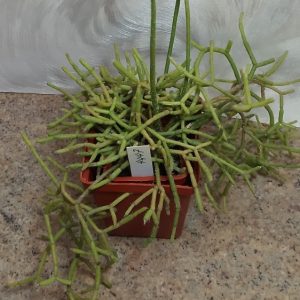 4447 Rhipsalis sp