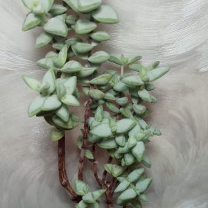 4455 Crassula perforata