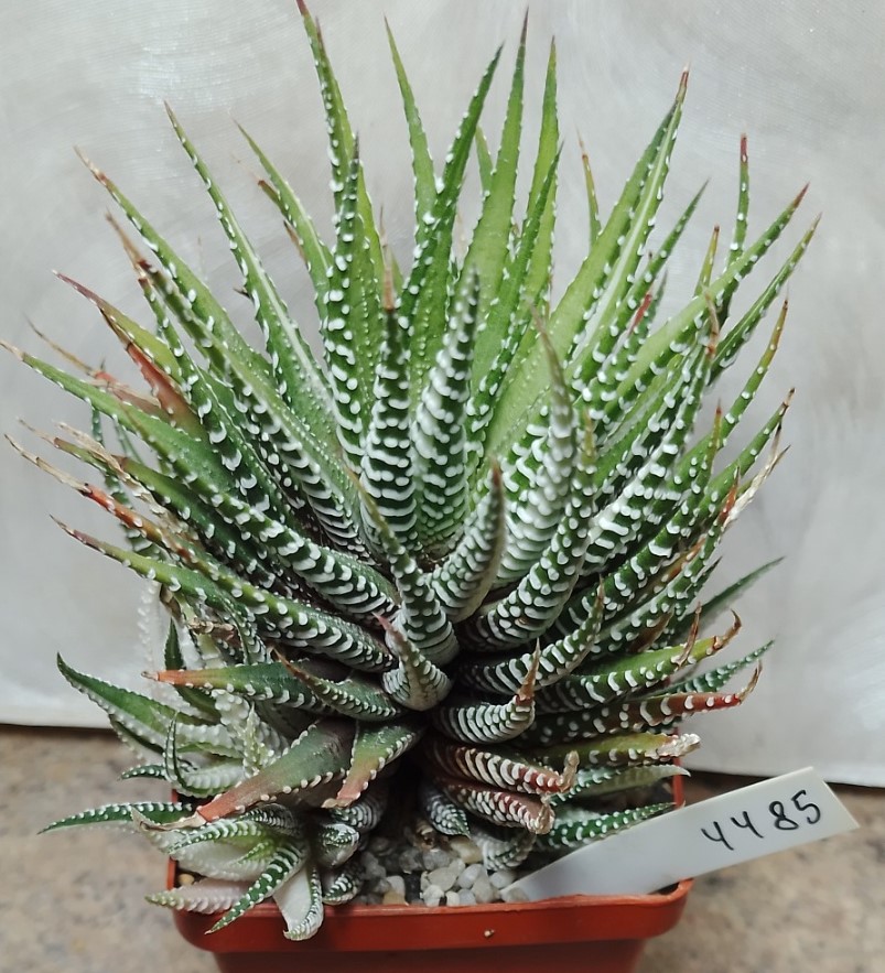 4485 Haworthia fasciata f.variegata