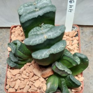 4493 Haworthia truncata весь горшик