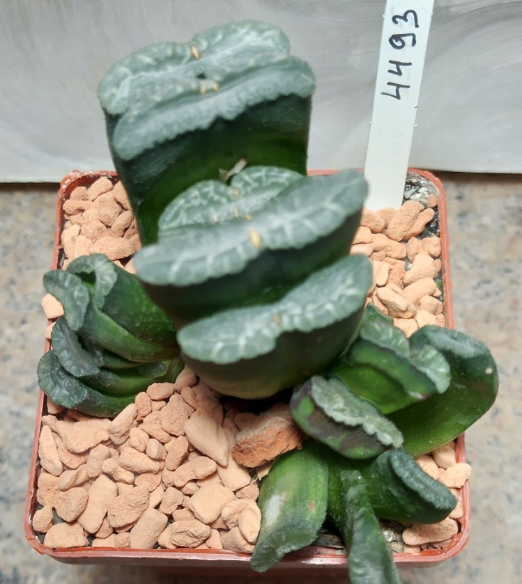 4493 Haworthia truncata весь горшик