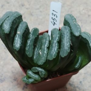 4531 Haworthia truncata -Japan- весь гошик