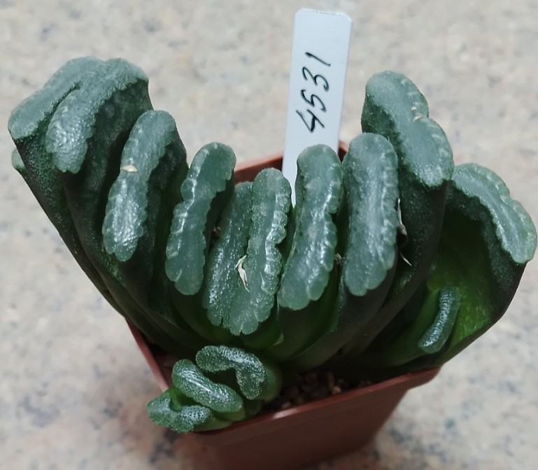 4531 Haworthia truncata -Japan- весь гошик