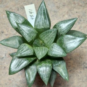 4541 Haworthia comptoniana