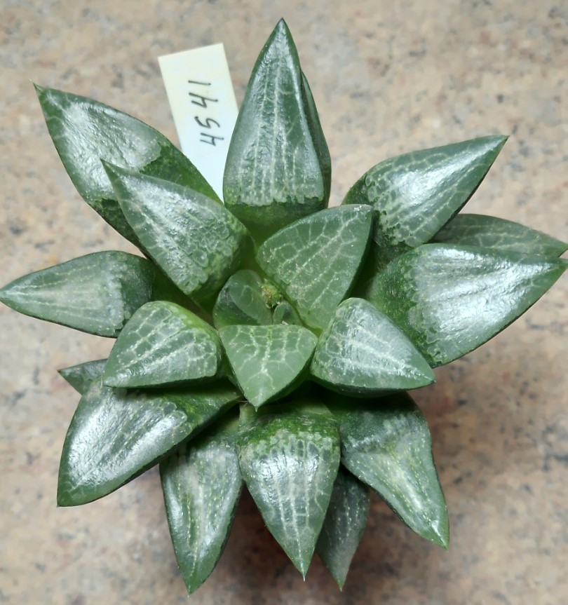 4541 Haworthia comptoniana