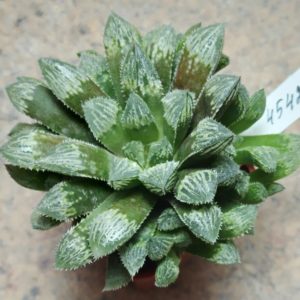 4542 Haworthia cooperi x 'Kegazato' F2 весь горшик