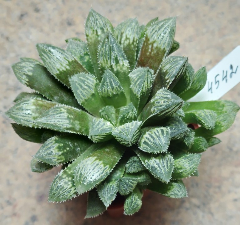 4542 Haworthia cooperi x 'Kegazato' F2 весь горшик