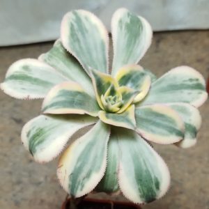4548 Aeonium 'Sunburst'