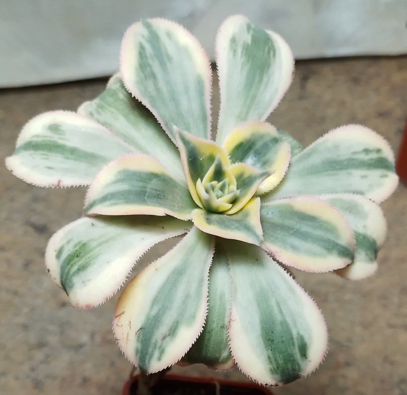 4548 Aeonium 'Sunburst'