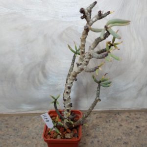 474 Tylecodon bucholzianus