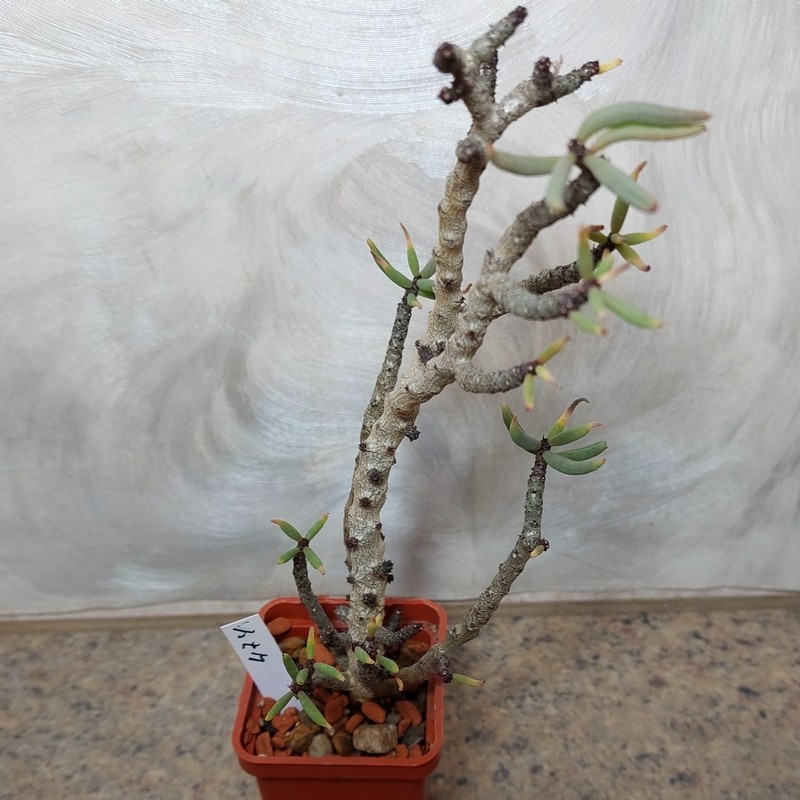 474 Tylecodon bucholzianus