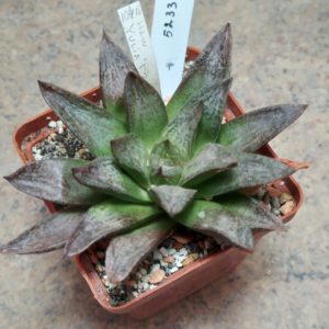 5233 Haworthia 'Yulia' F2