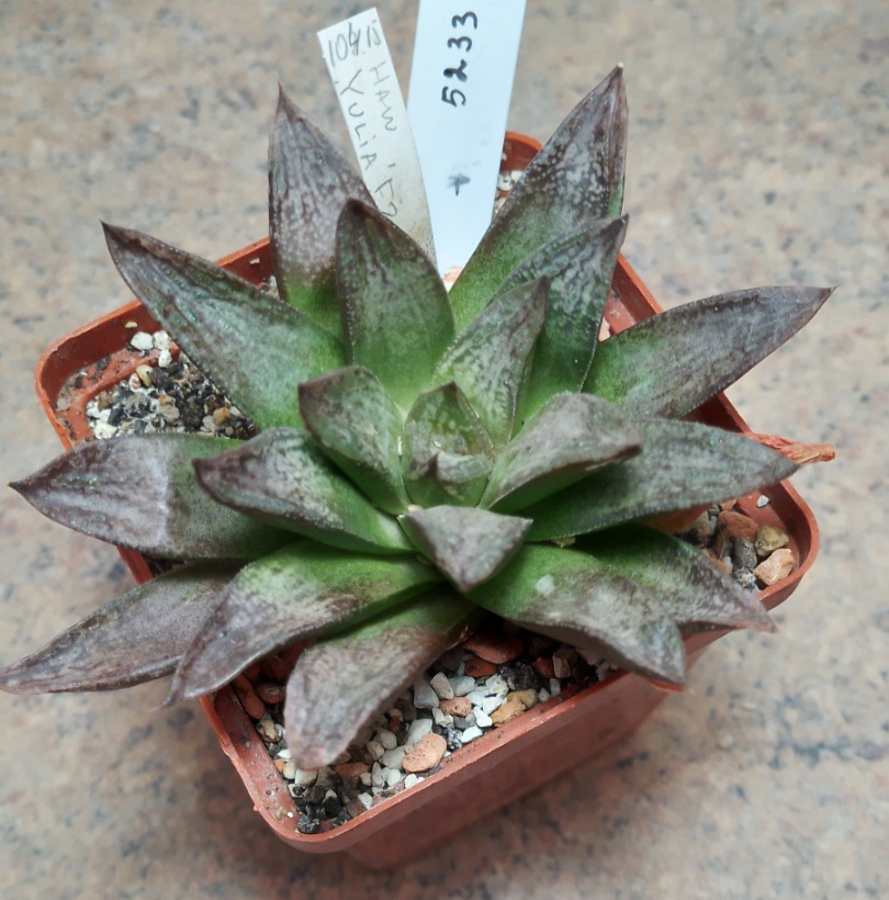 5233 Haworthia 'Yulia' F2