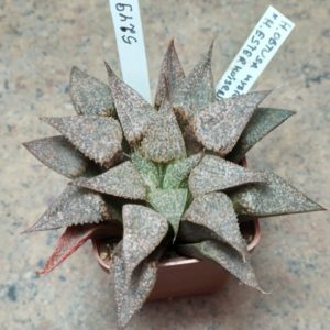5249 Haworthia obtusa hybrid x esterhuisenii