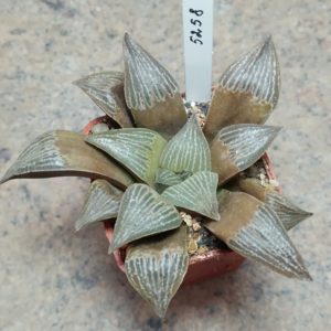 5258 Haworthia magnifica v.splendens ‘Black form’