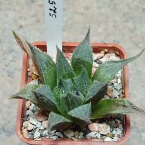 5259 Haworthia mirabilis v. paradoxa