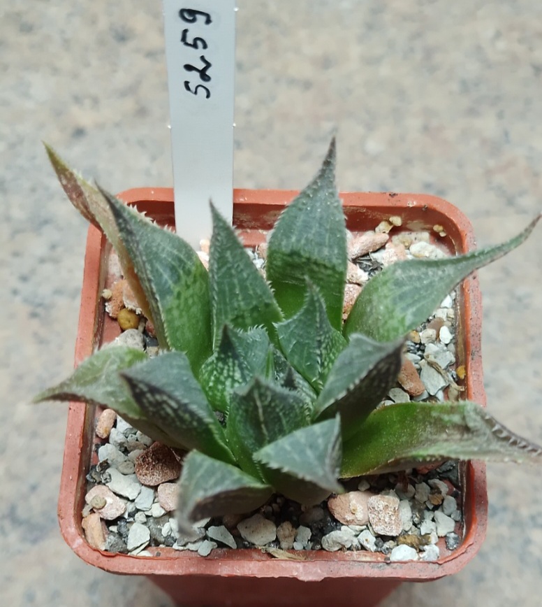 5259 Haworthia mirabilis v. paradoxa