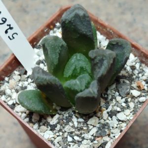 5261 haworthia maughanii hybrid