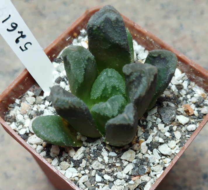 5261 haworthia maughanii hybrid