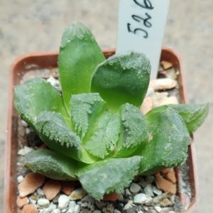 5267 Haworthia maughania hybrid