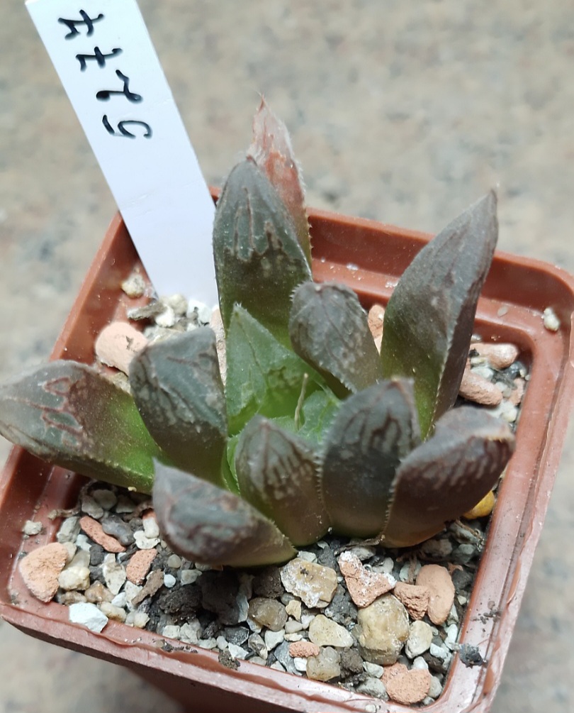 5277 Haworthia cooperi hybrid