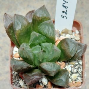 5284 Haworthia cooperi hybrid